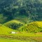 VIETNAM GRAND TOUR 21 DAYS 20 NIGHTS from 820 USD/person only